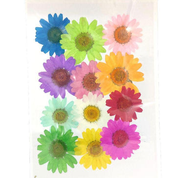 Multi Daisy Pressed Flowers