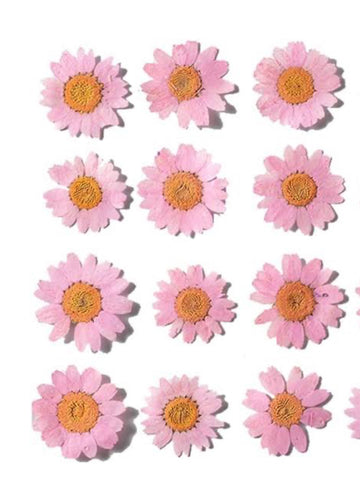 Pink Daisy Pressed Flowers