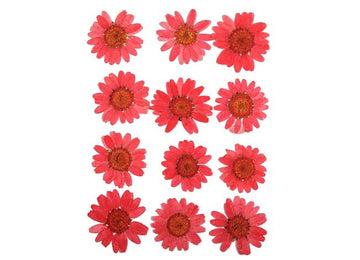 Red Daisy Pressed Flower