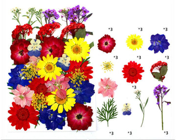 Pressed Flowers