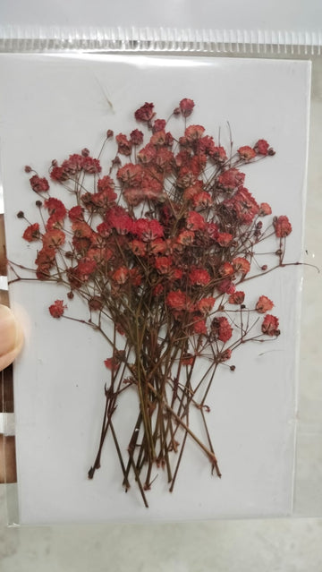 Baby Breath Pressed Flowers