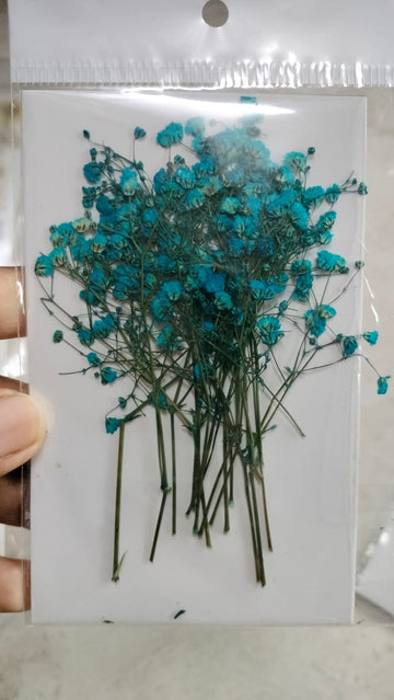 Baby Breath Pressed Flowers