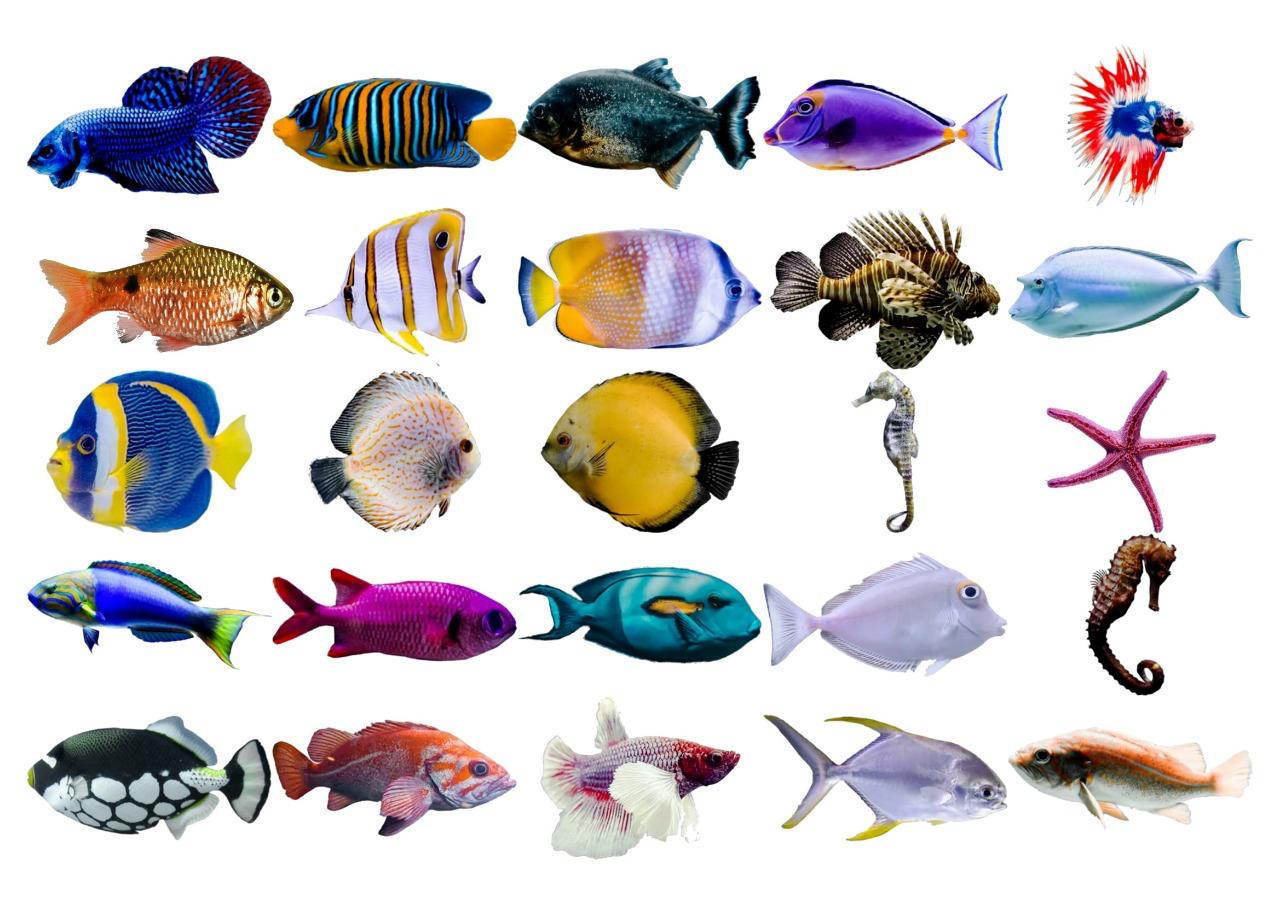 Fishes Resin color sticker