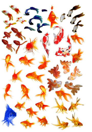 Fishes Resin color sticker