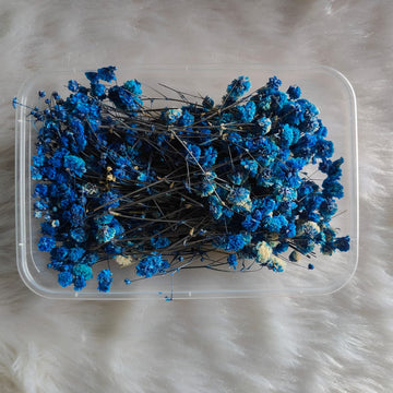 Dry Flower Box Gypsy Blue