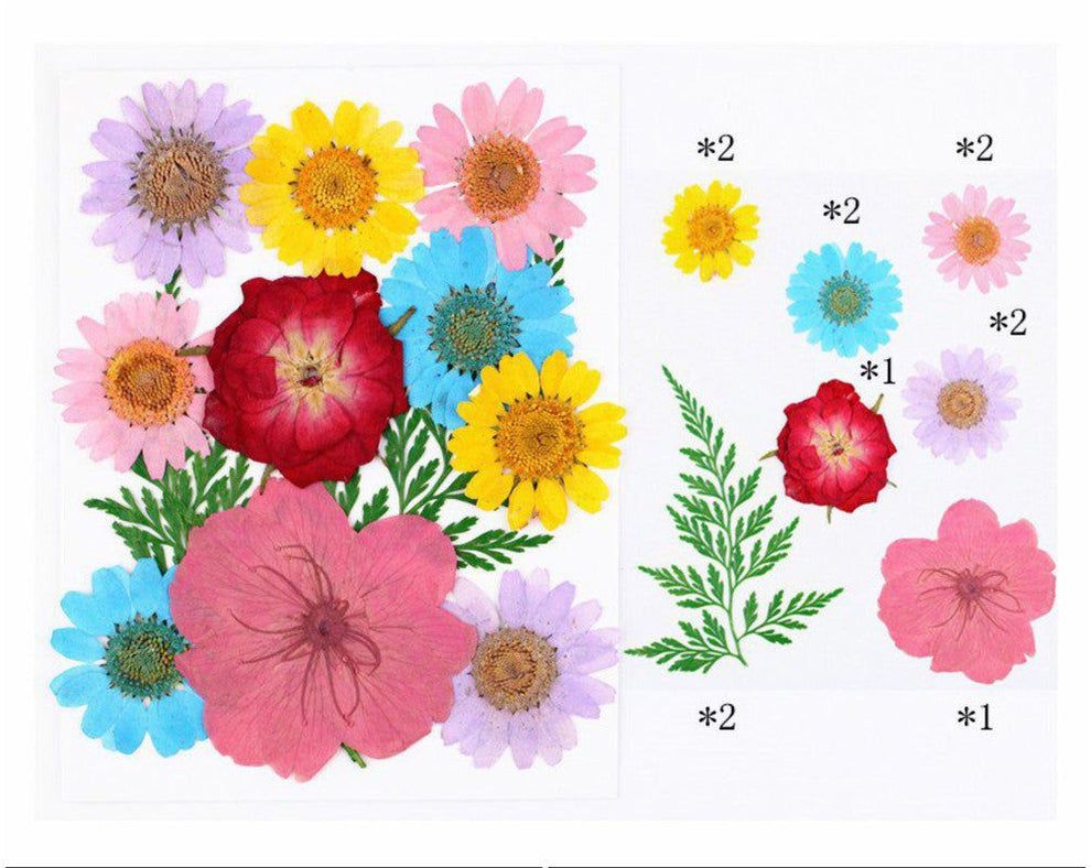 Multicolor Pressed flowers price