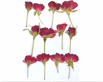 Rose Pressed Flowers