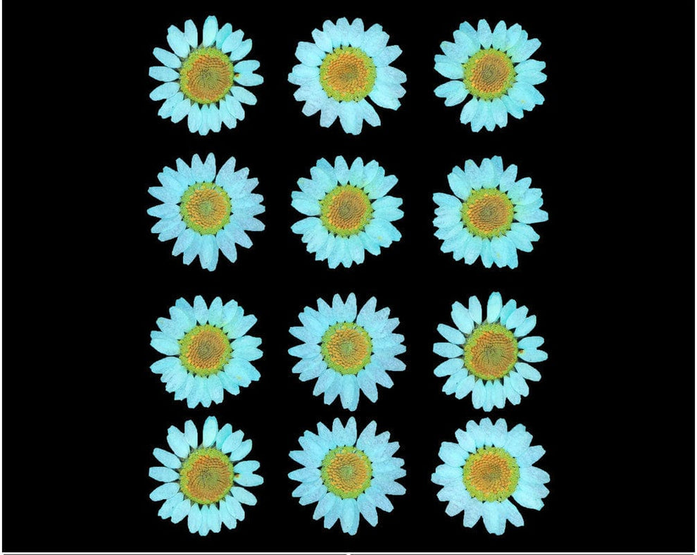 Sea Green Daisy Pressed Flowers