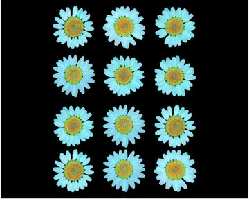 Sea Green Daisy Pressed Flowers