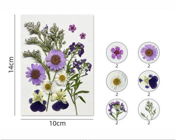 Purple mix daisy  Pressed Flowers