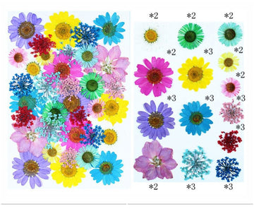 Pressed Flowers