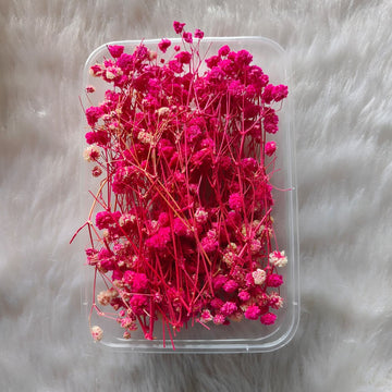 Dry Flower Box Gypsy Rani Pink