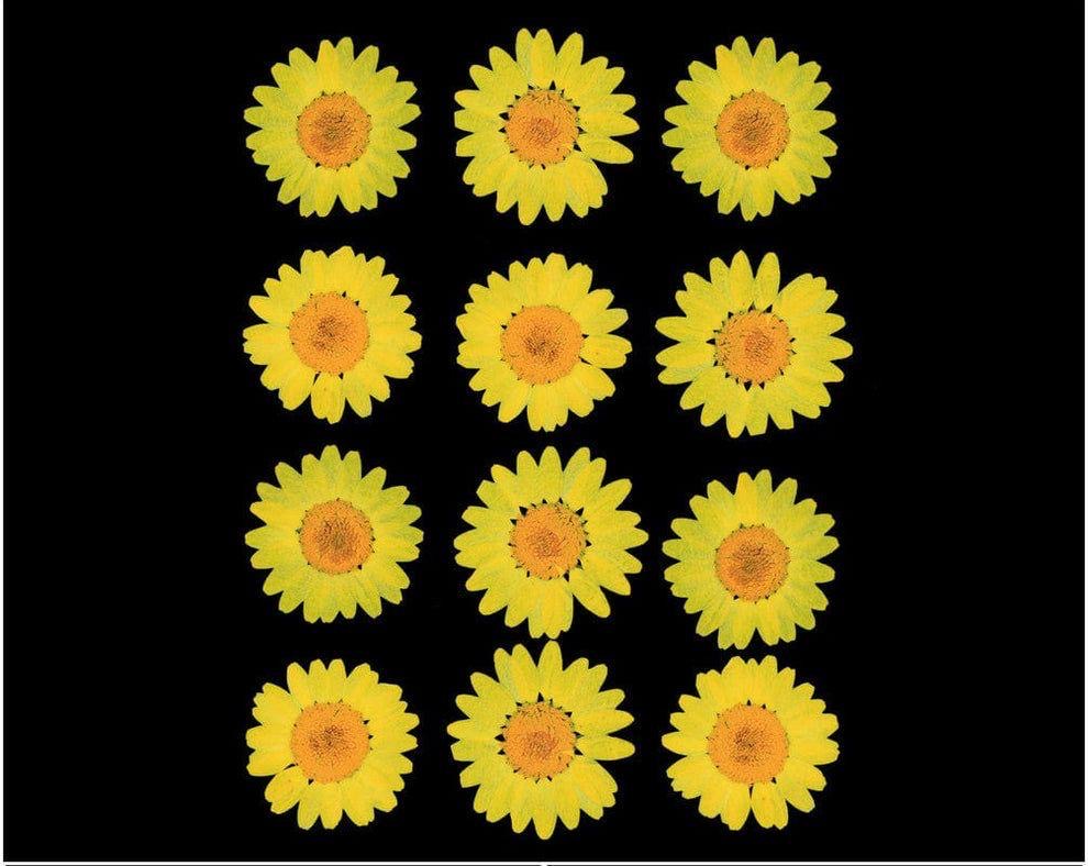 Yellow daisy  Pressed Flowers