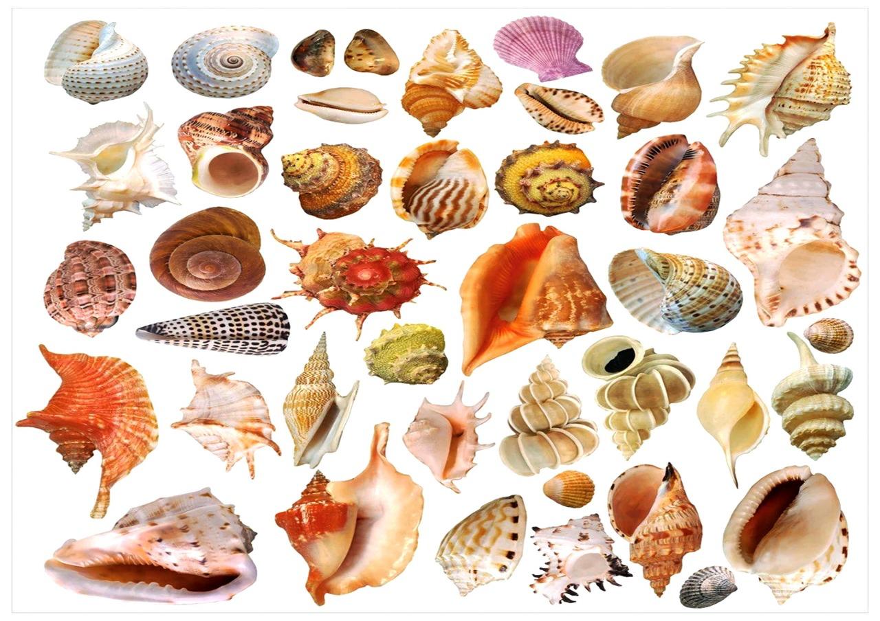 Sea Shells Resin color sticker