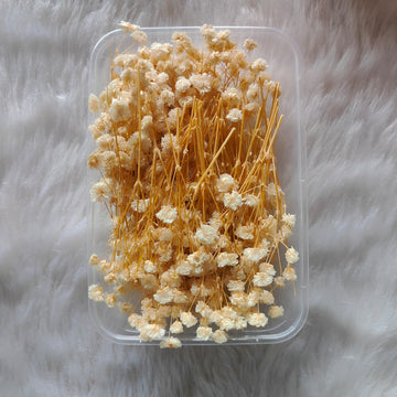 Dry Flower Box Gypsy Off White