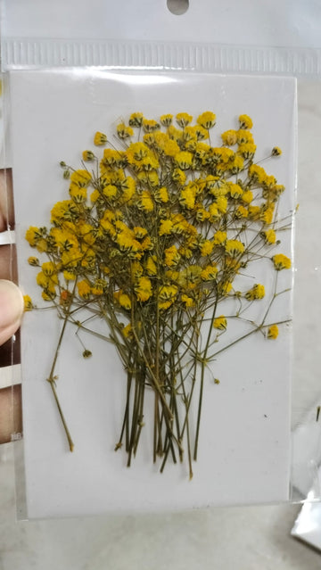 Baby Breath  Pressed Flowers