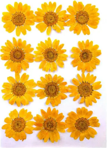 Orange Daisy  Pressed Flowers