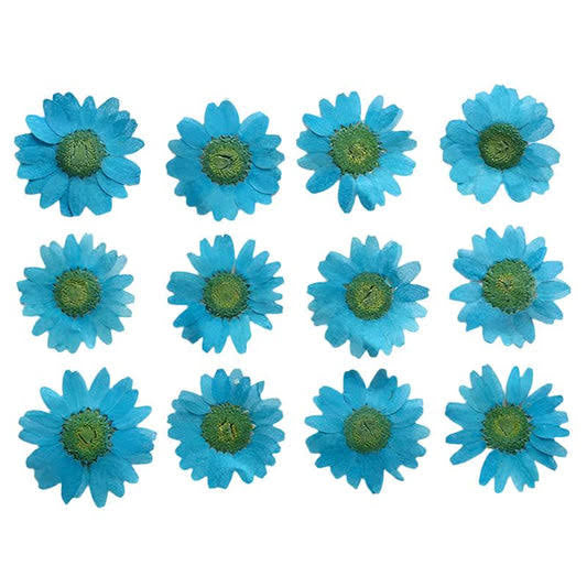 Light Blue Daisy Pressed Flowers