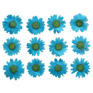 Light Blue Daisy Pressed Flowers