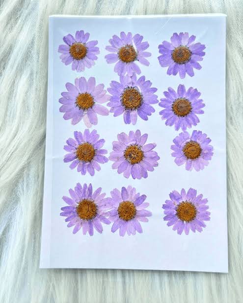 Light Purple Daisy Pressed Flowers