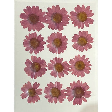 Maroon Daisy Pressed Flowers