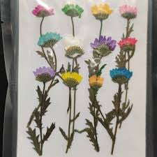 Mixed Pressed Flowers