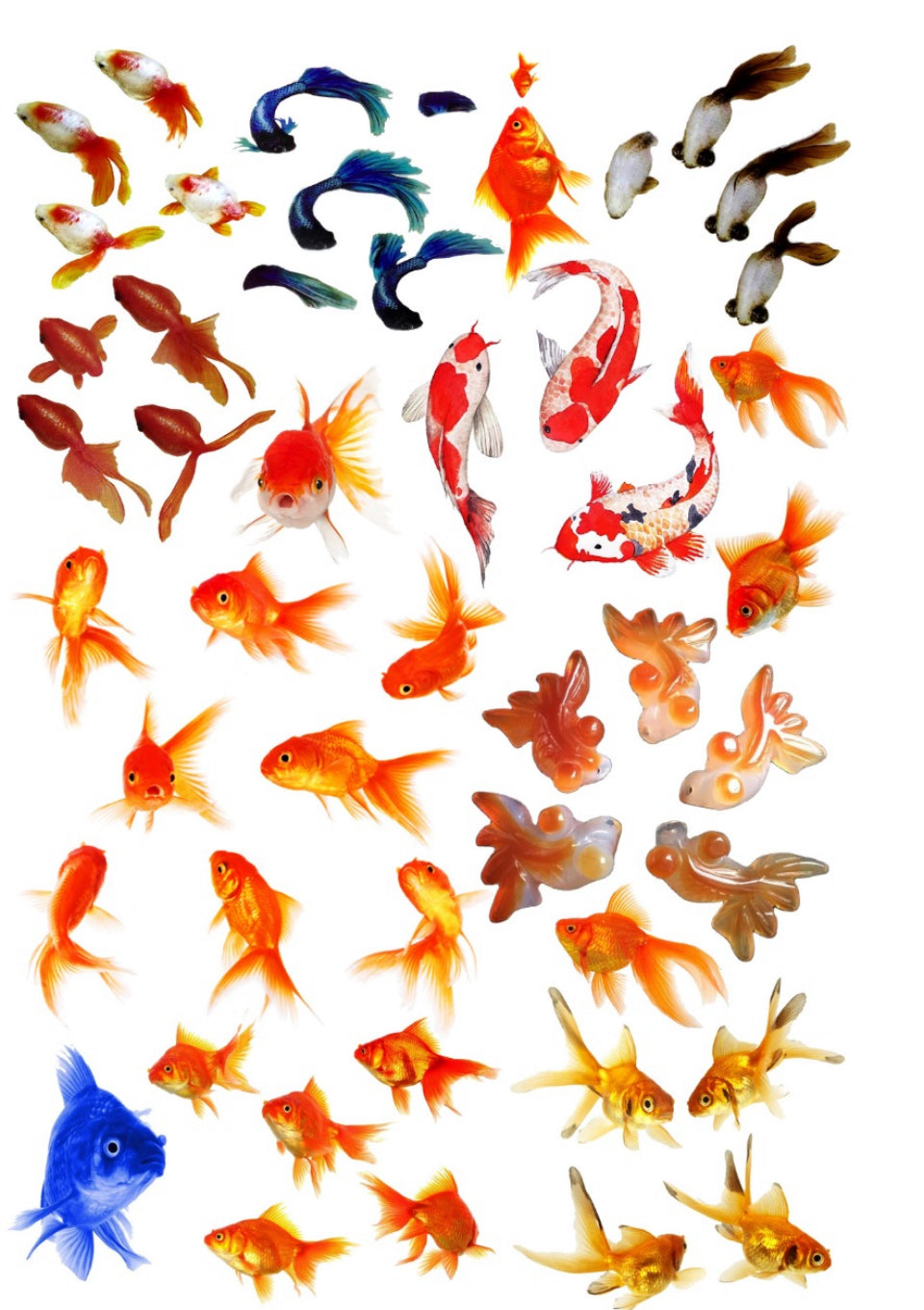 Fish design  Resin color sticker