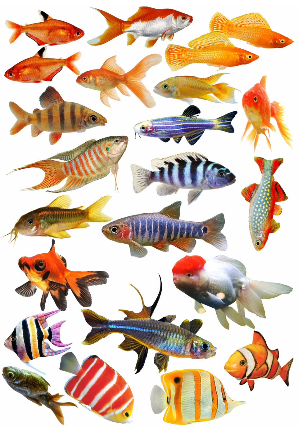 Fish design 2  Resin color sticker