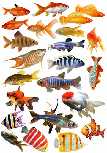 Fish design 2  Resin color sticker