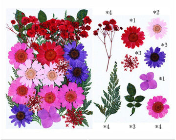 Pressed Flowers
