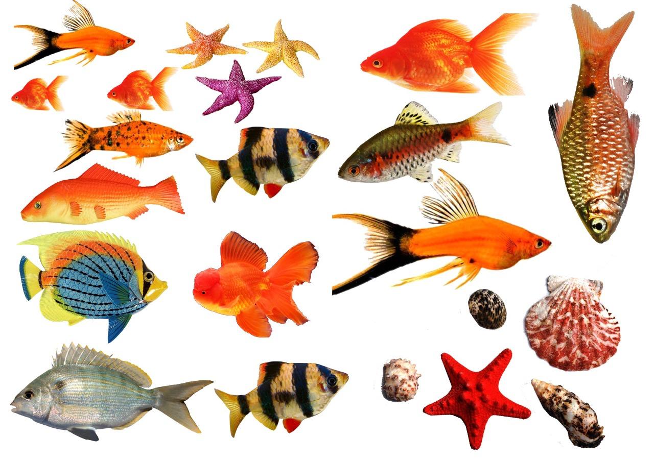Small Fish Resin color sticker
