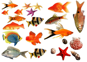 Small Fish Resin color sticker