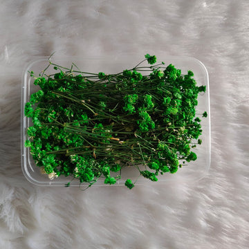 Dry Flower Box Gypsy Green
