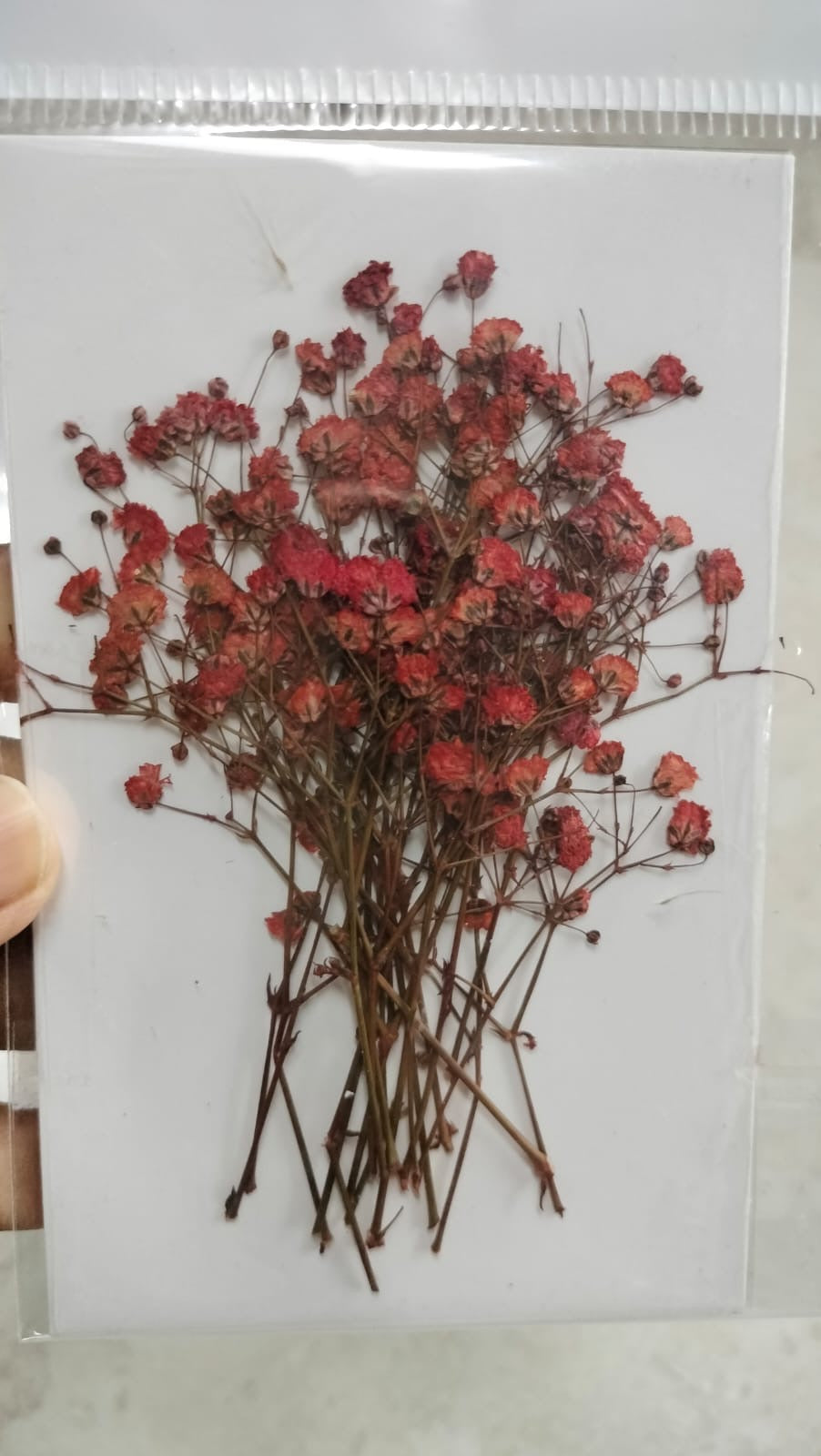 Baby Breath  Pressed Flowers