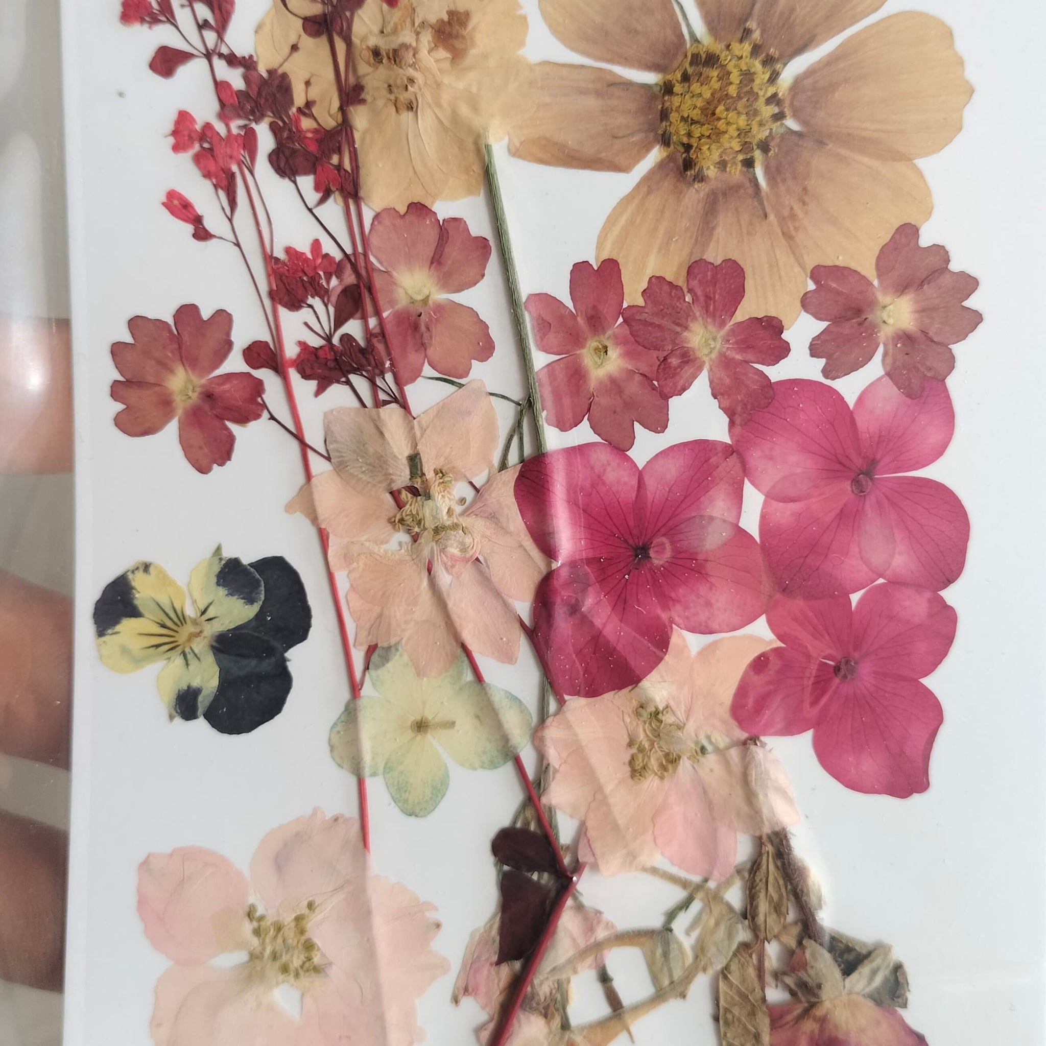 Pressed Flowers