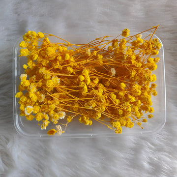 Dry Flower Box Gypsy Yellow