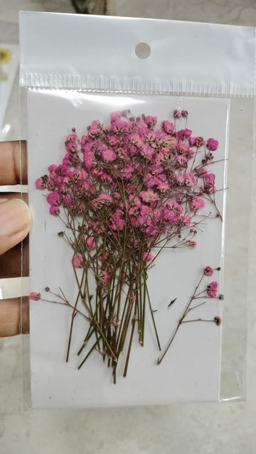 Baby Breath  Pressed Flowers