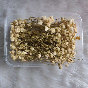 Dry Flower Box Gypsy White