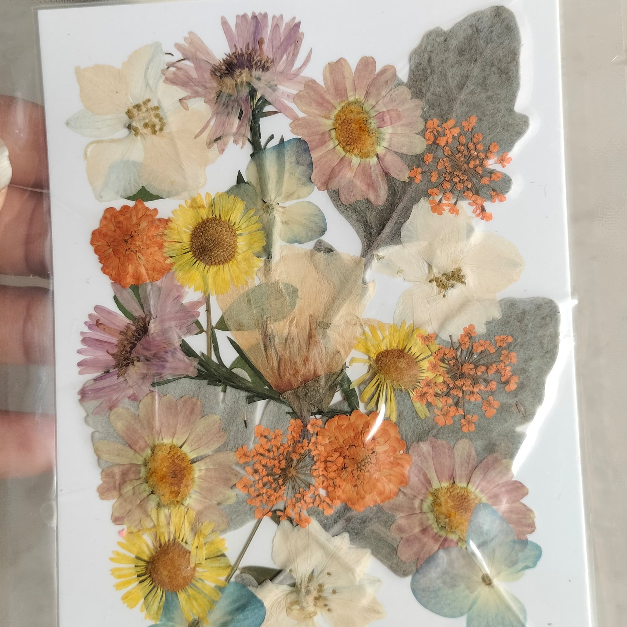 Pressed Flowers