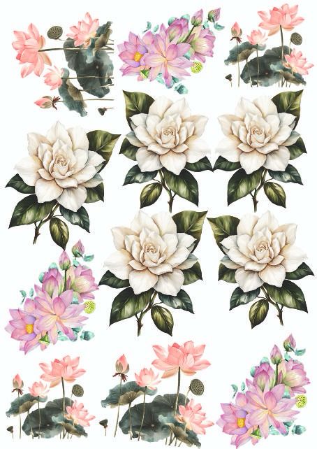 Flower Simple Insert White rose flower Insert sheet