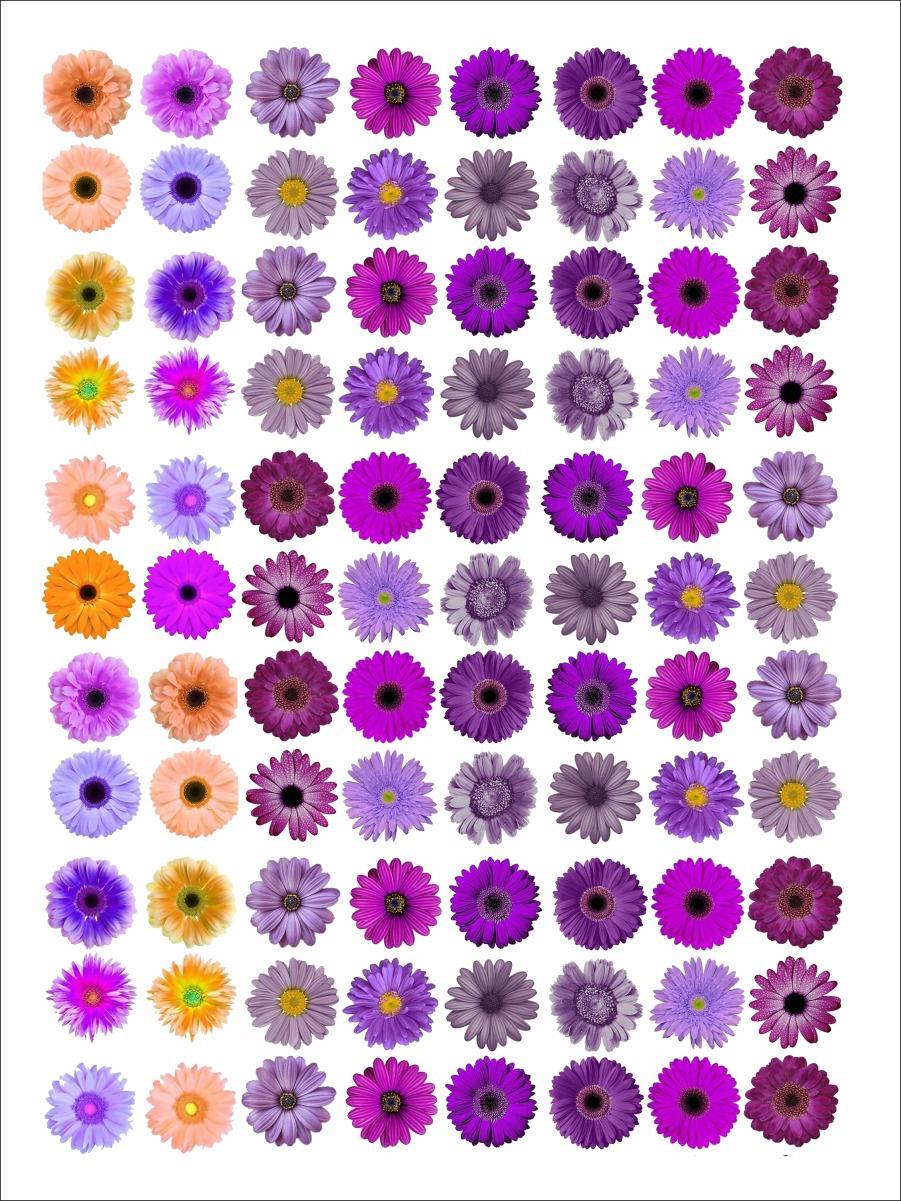 Daisy flowers insert sheet