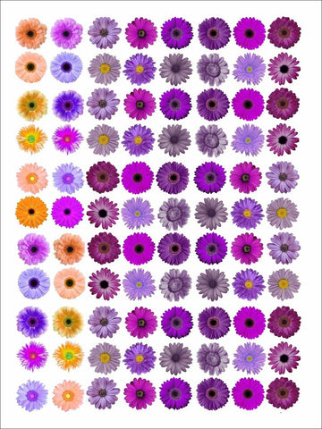 Daisy flowers insert sheet