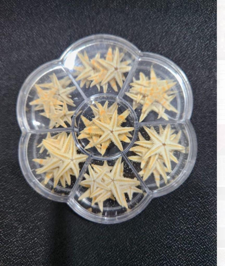 Starfish box
